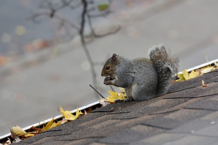 Squirrel,On,A,Roof,Eating,A,Nut